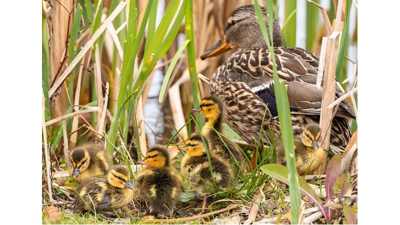 Ducks Unlimited Canada and Watersheds Canada Build 10 New Wetlands to Support Great Lakes Water Quality