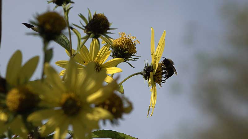 🦋🐛🌹 2019 NewCa.com. Monarch Butterflies' Mini Paradise